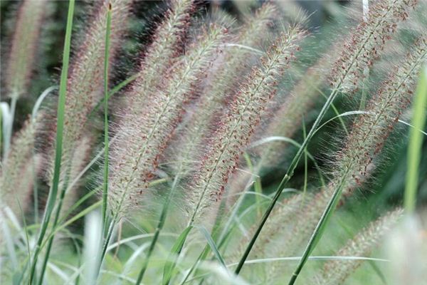 梦见狗尾巴花是什么意思 梦见狗尾巴花是什么意思