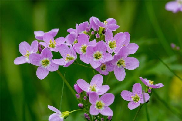 梦见杜鹃花是什么意思 梦见杜鹃花是什么意思