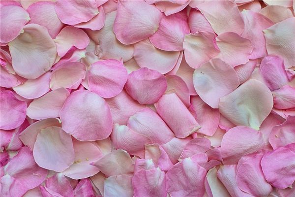 梦见花瓣是什么意思 梦见花瓣是什么意思