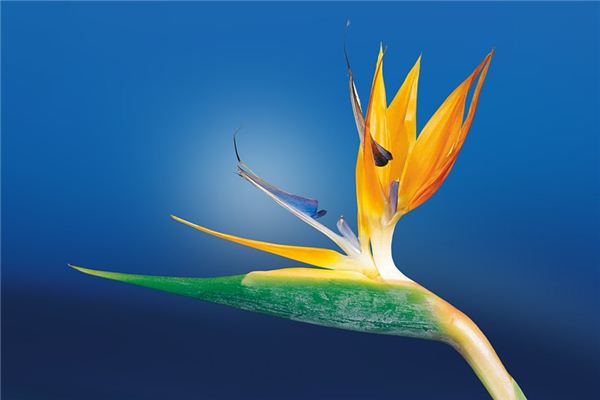 梦见兰花是什么意思 梦见兰花是什么意思