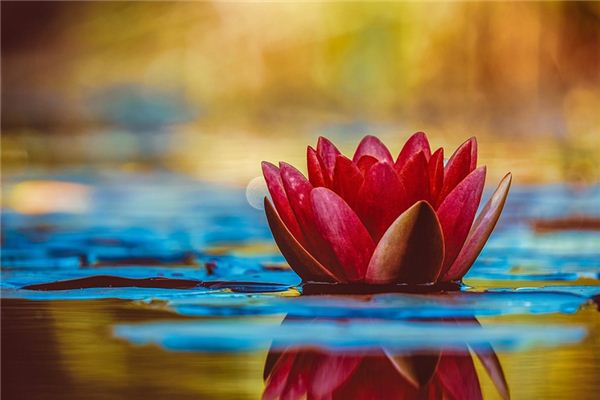 梦见花朵 梦见花朵