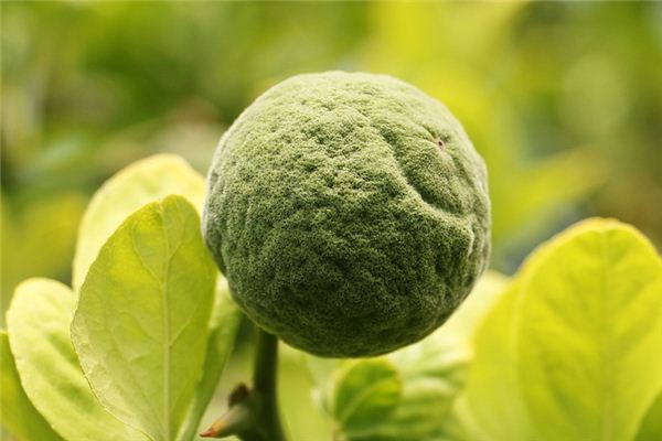 梦见枳是什么意思 梦见枳是什么意思