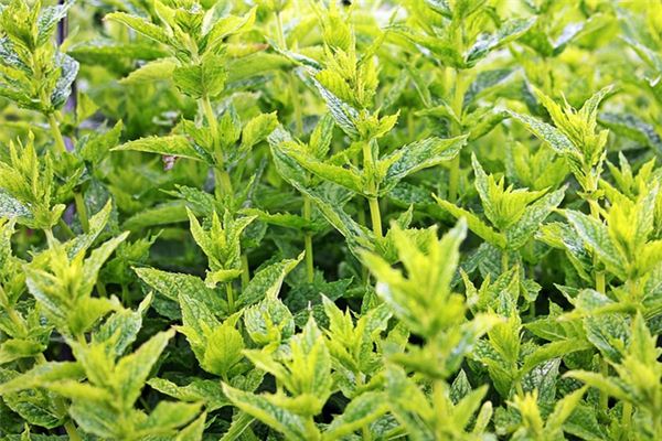 梦见薄荷是什么意思 梦见薄荷是什么意思