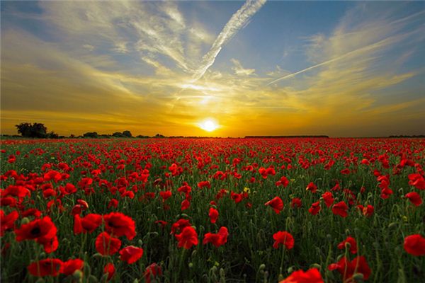 梦见大麻种子是什么意思 梦见大麻种子是什么意思