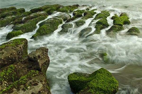 梦见水藻是什么意思 梦见水藻是什么意思