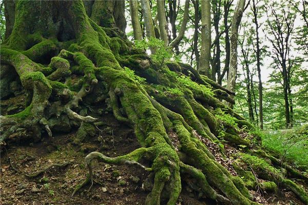 梦见根是什么意思 梦见根是什么意思