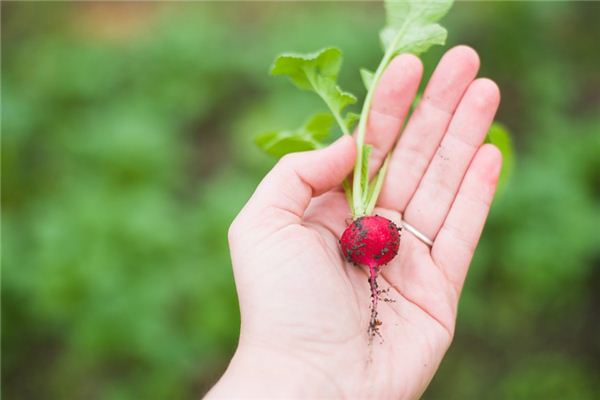 梦见茎块是什么意思 梦见茎块是什么意思