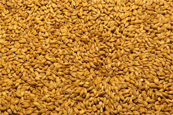 梦见麦芽是什么意思 梦见麦芽是什么意思