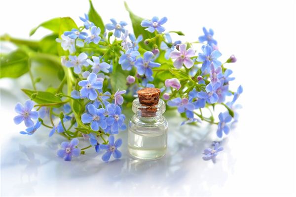 梦见勿忘我是什么意思 梦见勿忘我是什么意思