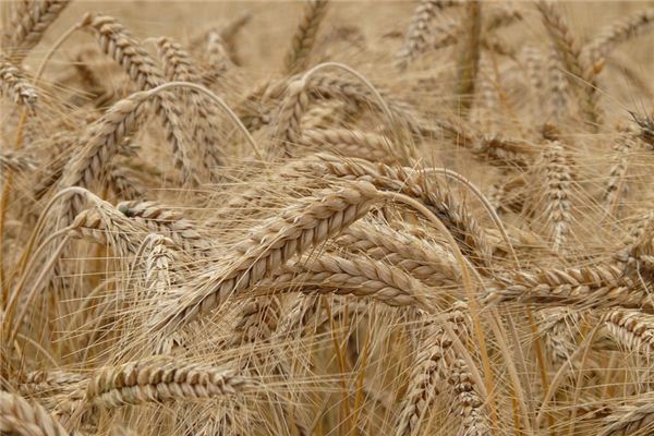 梦见大麦是什么意思 梦见大麦是什么意思