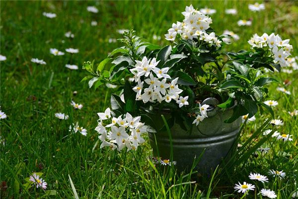 梦见茉莉是什么意思 梦见茉莉是什么意思