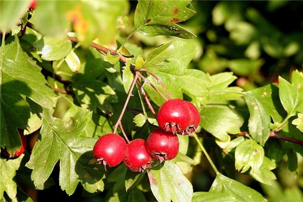 梦见山楂是什么意思 梦见山楂是什么意思