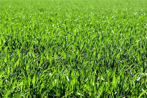 梦见草莆是什么意思 梦见草莆是什么意思