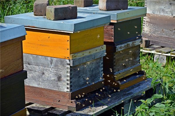 梦见蜂箱是什么意思 梦见蜂箱是什么意思