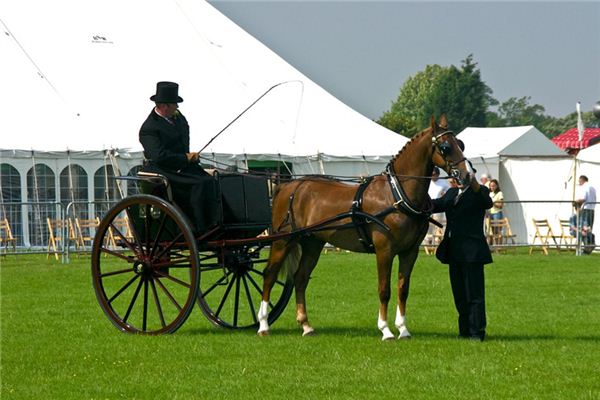 梦见马鞭是什么意思 梦见马鞭是什么意思
