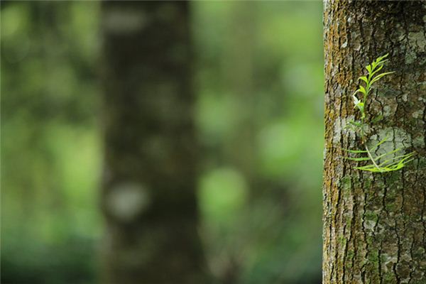 梦见树胶是什么意思 梦见树胶是什么意思