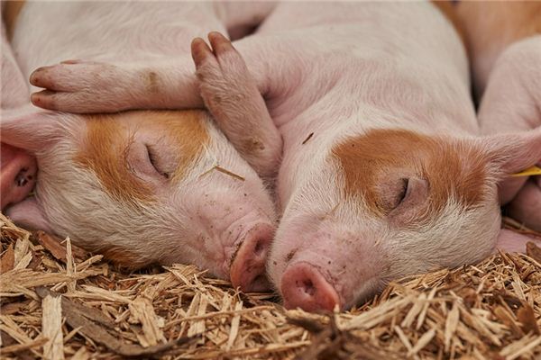 梦见猪屎是什么意思 梦见猪屎是什么意思