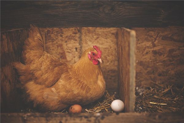 梦见生蛋是什么意思 梦见生蛋是什么意思