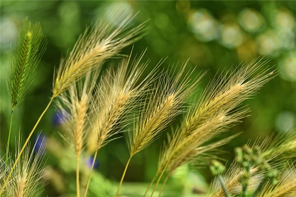 梦见米谷是什么意思 梦见米谷是什么意思