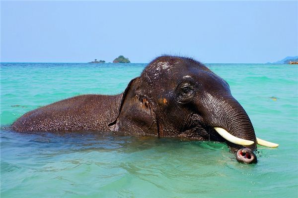 梦见象牙是什么意思 梦见象牙是什么意思