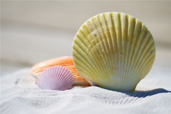 梦见贝壳是什么意思 梦见贝壳是什么意思