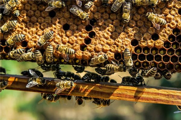 梦见蜂巢是什么意思 梦见蜂巢是什么意思