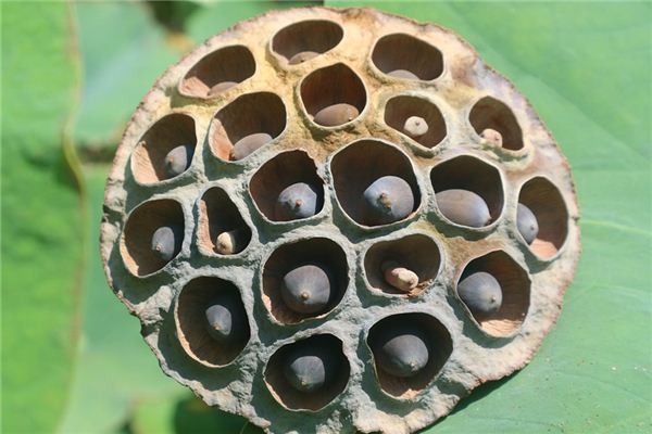 梦见芡实是什么意思 梦见芡实是什么意思