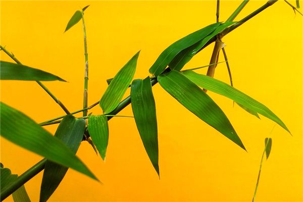 梦见竹杈是什么意思 梦见竹杈是什么意思