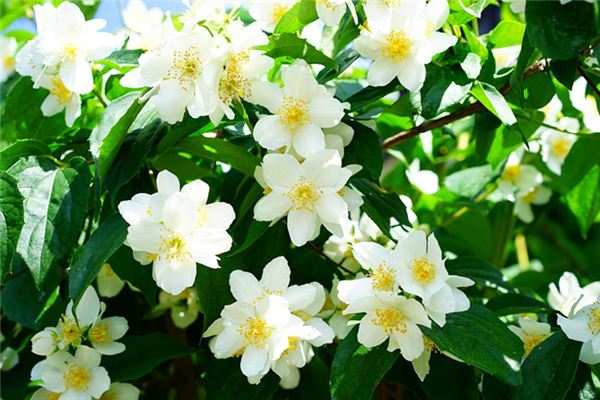 梦见茉莉香水是什么意思 梦见茉莉香水是什么意思