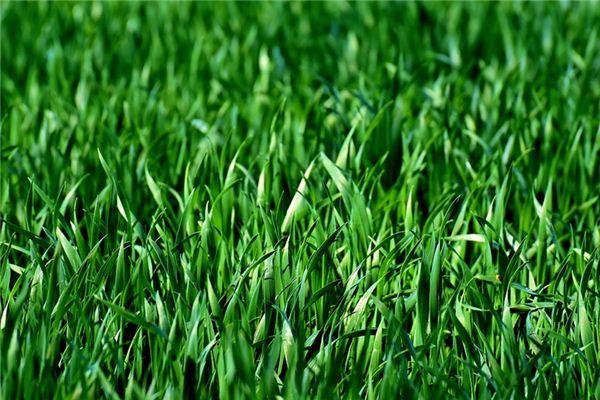 梦见拨草是什么意思 梦见拨草是什么意思