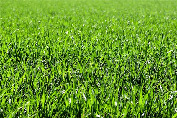 梦见锄草是什么意思 梦见锄草是什么意思