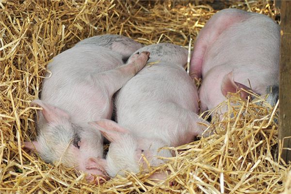 梦见自己喂猪是什么意思 梦见自己喂猪是什么意思