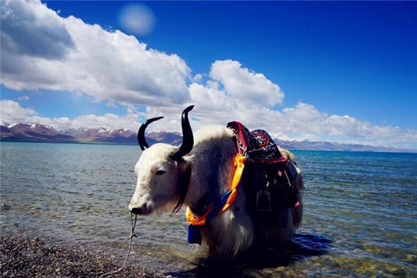 梦见骑牛过河是什么意思 梦见骑牛过河是什么意思