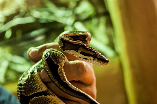 梦见杀蛇是什么意思 梦见杀蛇是什么意思