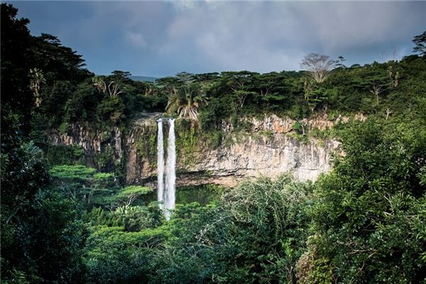 梦见丛林是什么意思 梦见丛林是什么意思