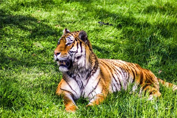 梦见虎变人是什么意思 梦见虎变人是什么意思