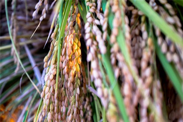 梦见粮仓是什么意思 梦见粮仓是什么意思