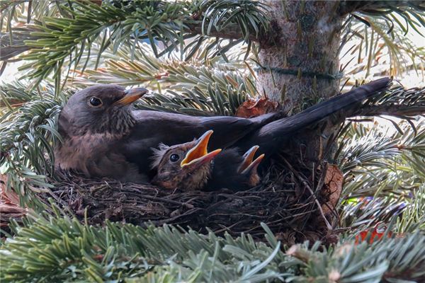 梦见巢穴是什么意思 梦见巢穴是什么意思
