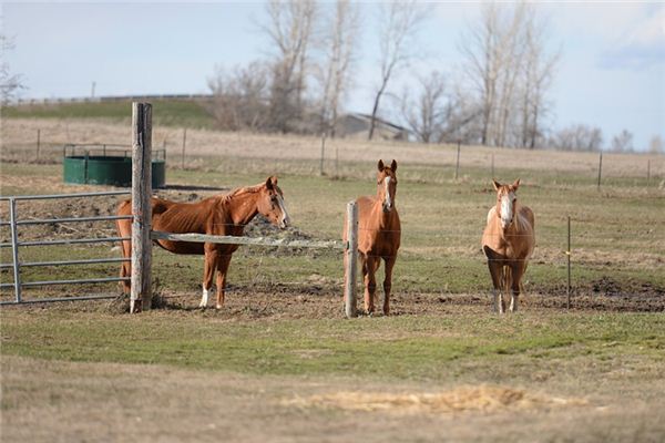 梦见马厩是什么意思 梦见马厩是什么意思
