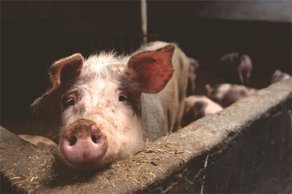 梦见猪圈 梦见猪圈