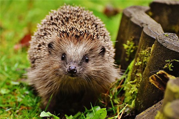 梦见扎手是什么预兆 梦见扎手是什么预兆