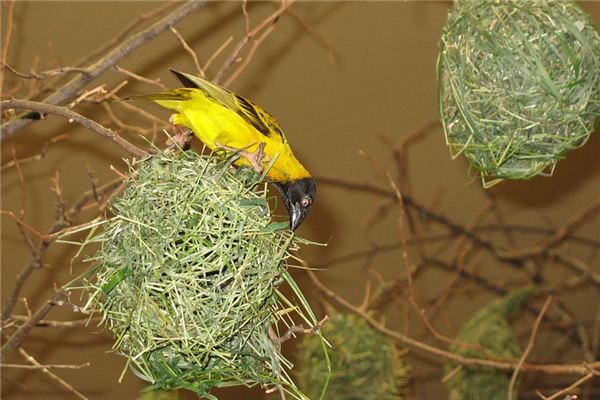 梦见筑巢是什么意思 梦见筑巢是什么意思