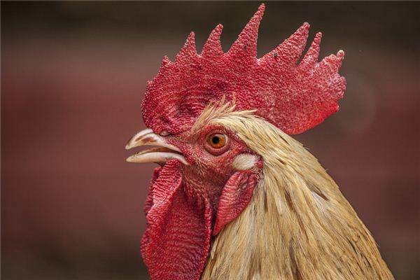 梦见鸡叫声是什么意思 梦见鸡叫声是什么意思