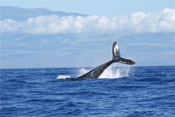 梦见尾巴是什么意思 梦见尾巴是什么意思