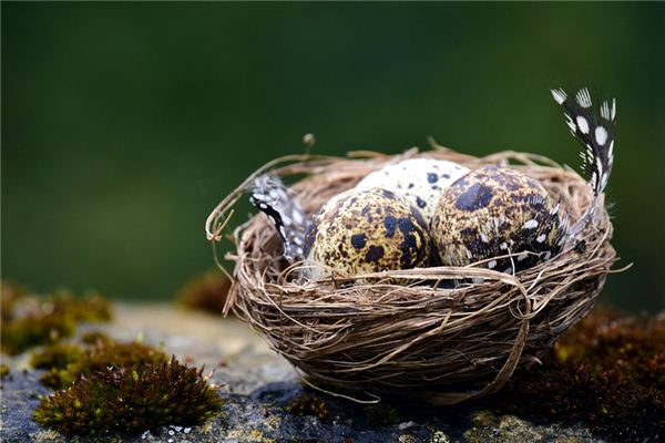 梦见繁殖是什么意思 梦见繁殖是什么意思