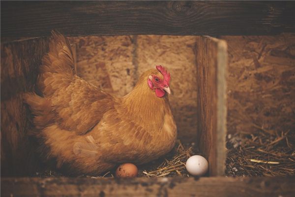 梦见咯咯叫是什么意思 梦见咯咯叫是什么意思