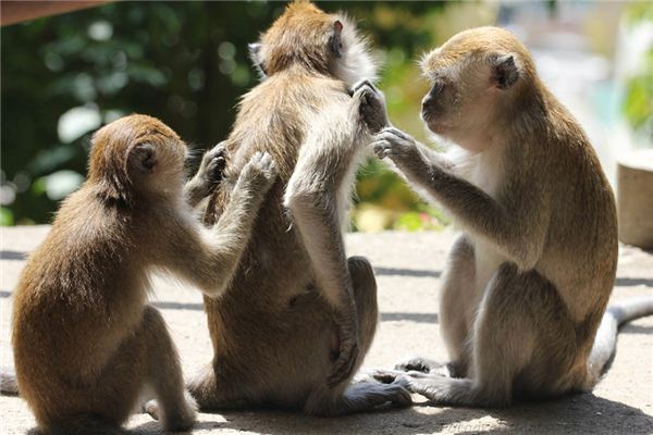 梦见抓挠是什么意思 梦见抓挠是什么意思