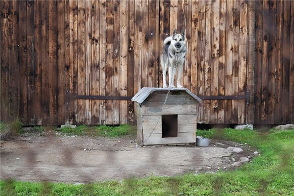 梦见狗窝是什么意思 梦见狗窝是什么意思