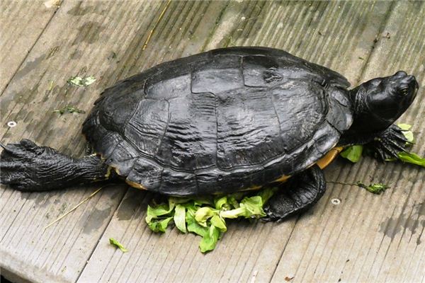 梦见龟文是什么意思 梦见龟文是什么意思