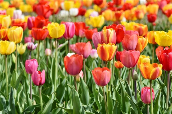 梦见色彩是什么意思 梦见色彩是什么意思